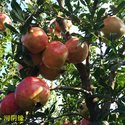 水果一件代发 荥阳河阴缘软籽石榴突尼斯软籽甜石榴新鲜水果4/8斤图3