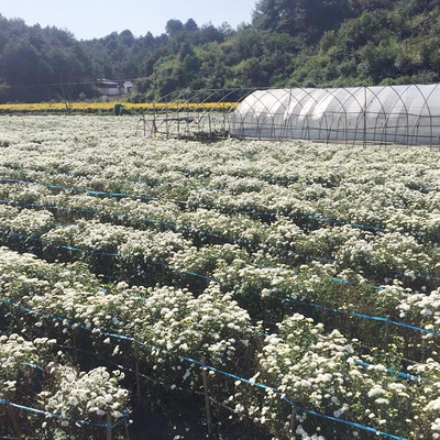 产地直销黄山贡菊 天然优质头采货菊花茶白菊散装批发 量大价优图3