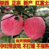 新鲜陕西洛川红富士苹果非烟台阿克苏冰糖心苹果孕妇水果整箱10斤