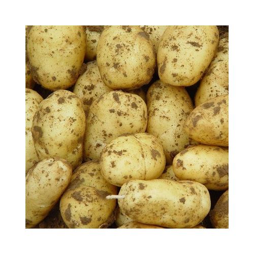 产地批发马铃薯新鲜蔬菜土豆荷兰十五 出口级农产品定做加工储存