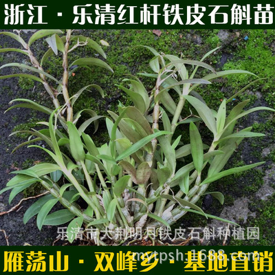铁皮石斛大苗 浙江乐清三年生仿野生石斛驯化苗种苗9株起红杆软脚图2