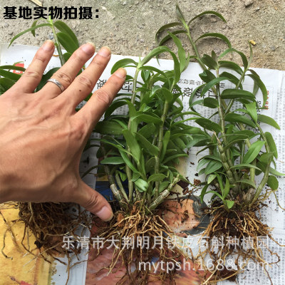 铁皮石斛大苗 浙江乐清三年生仿野生石斛驯化苗种苗9株起红杆软脚图3