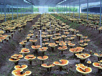 农家种植 霍山灵芝孢子粉，头道粉图2