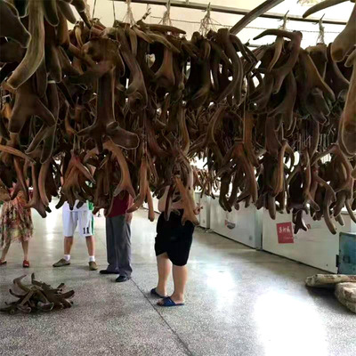 东北特产整鹿茸 厂家直销批发干鹿茸 鹿场供应新鲜梅花鹿鹿茸图2