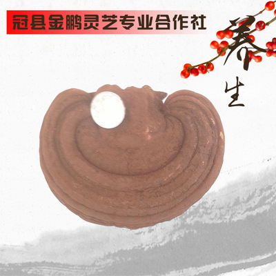 产地销售赤灵芝 泰山灵芝 紫林芝 免费切片 打粉图3
