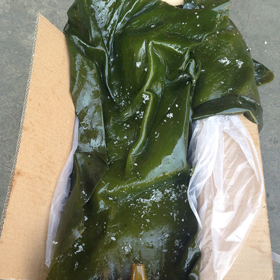 大连盐渍海带头海带根海带片 厂家直销批发 高品质肉头 海带大头图3