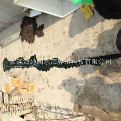 脱水盐渍整棵海带腌渍海带菜海带头海带边整颗菜 厂家直供跑江湖图3