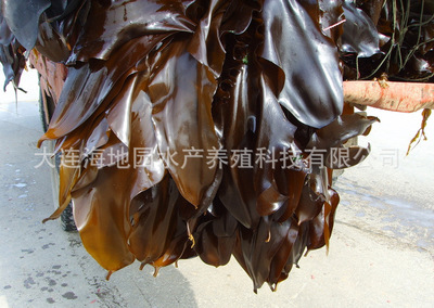批发供应 大连特产新鲜海带 天然绿色优质精品海带产地直销图2