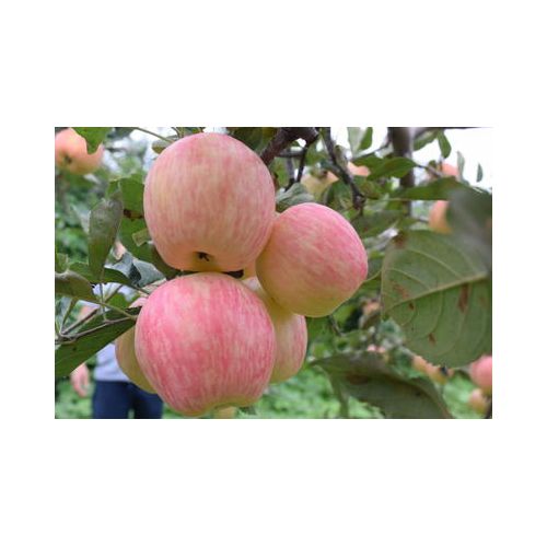 新鲜水果山西高原山区脆甜红富士纸加膜苹果产地10斤一件包邮代发