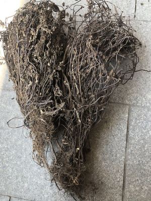 凉粉草全草含多糖，有消暑、清热、凉血、解毒功能, 凉茶原料图3