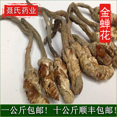中药材批发 金蝉花 蝉蛹草 金蚕花虫草 知了土蝉花图2
