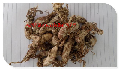 中药材批发 金蝉花 蝉蛹草 金蚕花虫草 知了土蝉花图3