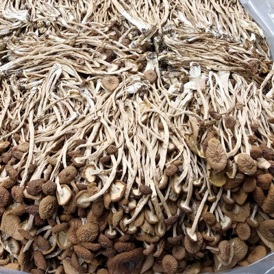 福建古田未开伞茶树菇 干货250g长柄不开伞茶树菇 无硫熏产地批发图2