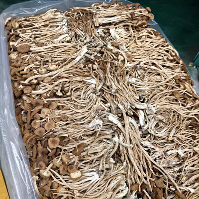 福建古田未开伞茶树菇 干货250g长柄不开伞茶树菇 无硫熏产地批发图3