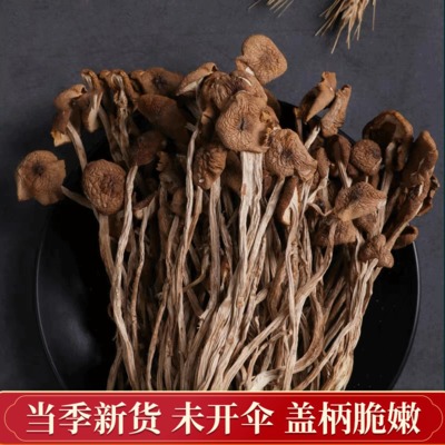 古田茶树菇干货 新货无硫蘑菇农家不开伞茶树菇500g 食用菌批发