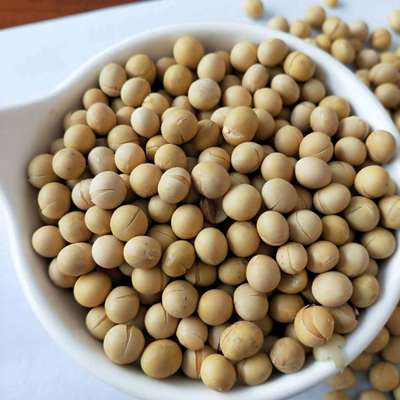 低温烘焙五谷杂粮 五谷豆浆原料包食用农产品黄豆厂家直销图3