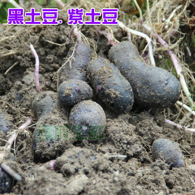新鲜黑土豆紫心紫土豆黑美人1斤装黑金刚马铃薯一件代发包邮图2