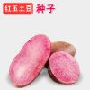四季播种脱毒红心土豆种子+黑紫色土豆种子5斤红皮红玉土豆种原种