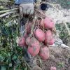 红心土豆种子脱毒5斤马铃薯四季播种红皮土豆蔬菜种子