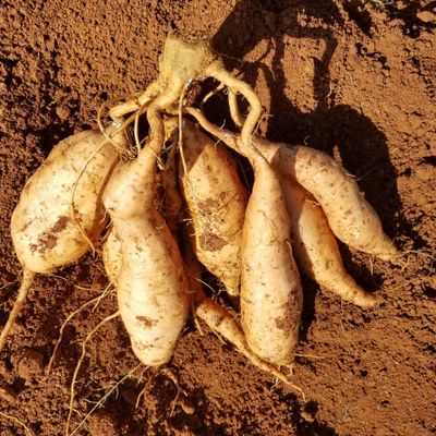 云南高原特色红薯西瓜红 新鲜板栗红薯大果 蜜薯番薯地瓜一件代发图3