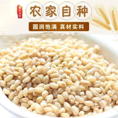 批发低温烘培五谷杂粮熟大麦仁现磨豆浆磨粉用大麦仁图1