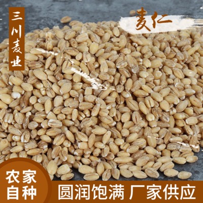 大麦仁批发脱壳去皮麦仁粥原料散装五谷杂粮长期供应