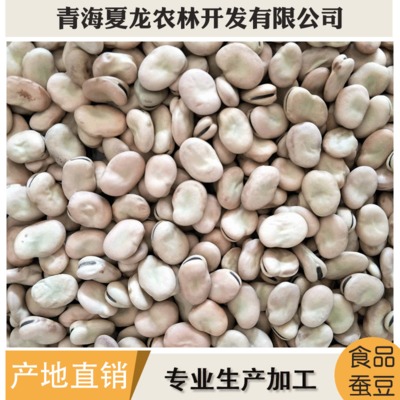 青海蚕豆 500规格蚕豆货源充足量大从优 蚕豆厂家直销图1