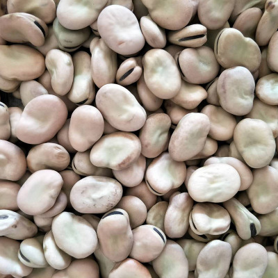 青海蚕豆 700规格蚕豆货源充足量大优惠 蚕豆厂家批发图2