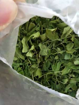 辣木叶批发辣木种子叶子印度改良种全干色泽翠绿PKM1辣木叶辣木茶图1