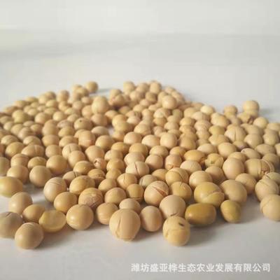 低温烘培熟大豆熟黄豆早餐豆浆 厂家直销优惠价低温烘焙熟图2