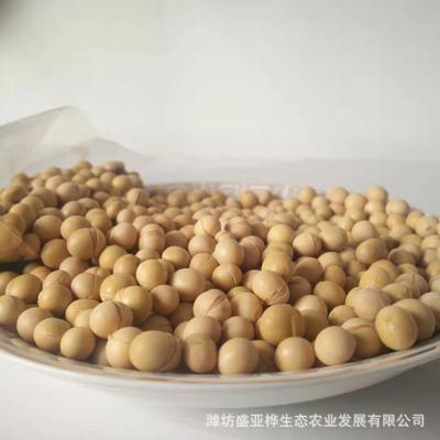 低温烘培熟大豆熟黄豆早餐豆浆 厂家直销优惠价低温烘焙熟图3