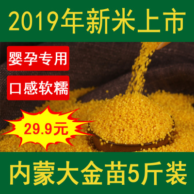 2019年新米内蒙古赤峰大金苗黄金苗黄小米小米粥杂粮吃的粮食5斤