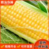 厂家销售东北9根黄玉米280g/根 新鲜香糯熟玉米塑封真空包装包邮