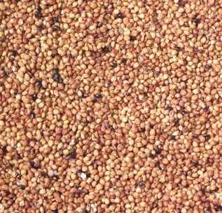 东北高粱、红高粱、脱壳高梁、鸽子食高粱、优质高梁图2