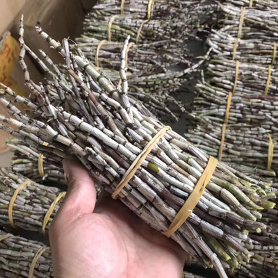 乐清铁皮石斛枣园纯露天种植近野生状态自然生长五年生仿野生石斛图2