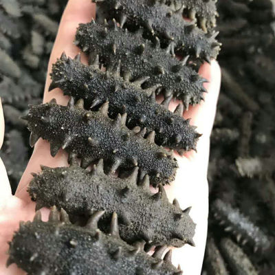 宴会专享半干海参 大连底播小火候半干海参50g品质好拉缸盐刺参图3