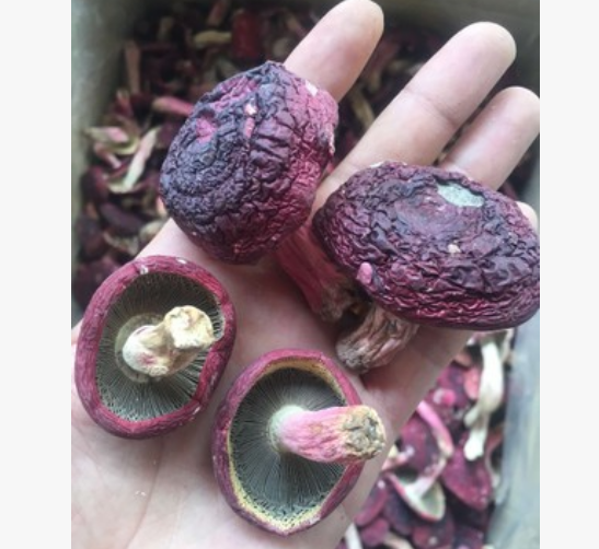 食用菌 精品红菇图2