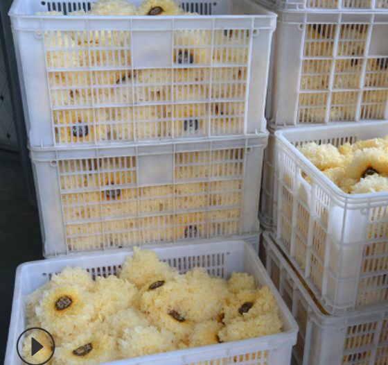 古田银耳福建特产雪耳新鲜白木耳食用农产品活耳图2