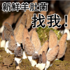 羊肚菌新鲜500g装2019年当季基地现采现发新鲜羊肚菌顺丰包邮