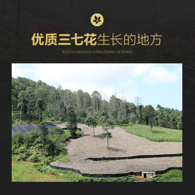 2020新花 文山三七花田七花 三年四年生 花草茶 云南产地批发代发图2