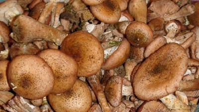 限辽宁榛蘑 鲜榛蘑 冻榛蘑 新鲜口感好 野味的味道图2