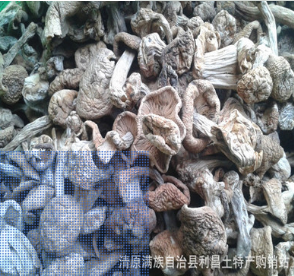 食用菌 干蘑菇 趟子蘑 台蘑图2