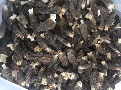 羊肚菌2020年 肉厚 味美图2
