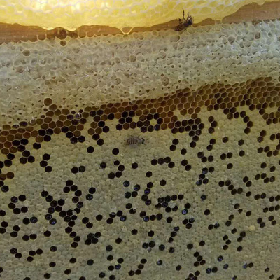 滋蜜堂中蜂蜂种蜂群笼蜂活体蜜蜂养殖带巢脾子脾蜂场直供出售图2