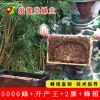 滋蜜堂中蜂笼蜂蜂群带王带子脾巢脾带箱出售土蜂活蜂群