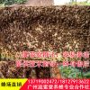 滋蜜堂中蜂笼蜂群中华蜜蜂活体养殖带蜂王带子脾蜂群整箱出售