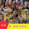 中蜂蜂王优质开产王新王阿坝王黑王双色王蜂种种王活体出售