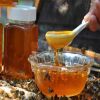 500g枣花蜂蜜 一斤土蜂蜜 蜂蜜厂家批发蜂蜜代理批发