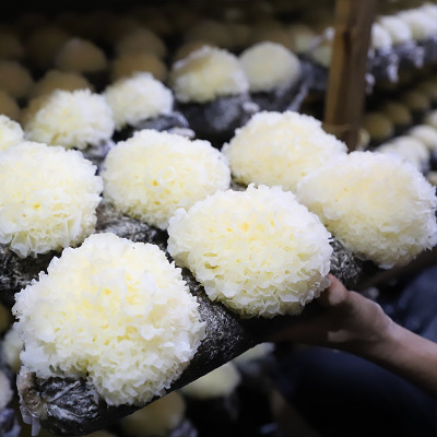 古田银耳 食用菌菇干货 大花白木耳 雪耳 无硫银耳莲子羹煲汤材料图3