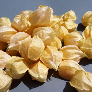 东北姑娘果 水果新鲜灯笼果 农家现摘黄菇茑菇娘果 欢迎大量采购图2